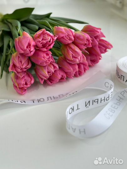 Северный тюльпан