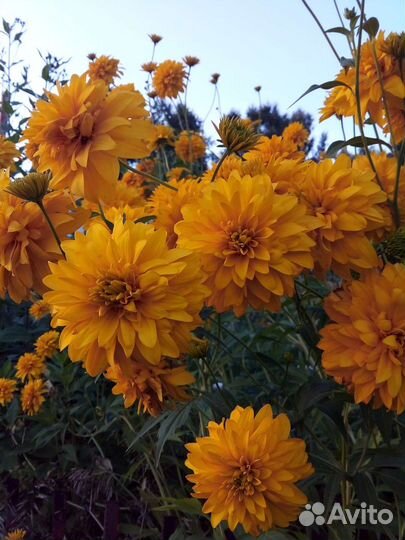 Цветы на посадку, безвременники, ирисы