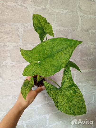 Сингониум Моттлед