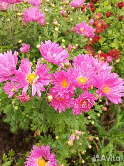 Хризантемы