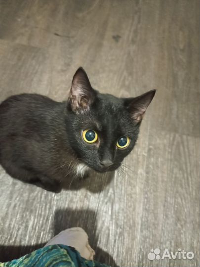 Кошка в дар бесплатно
