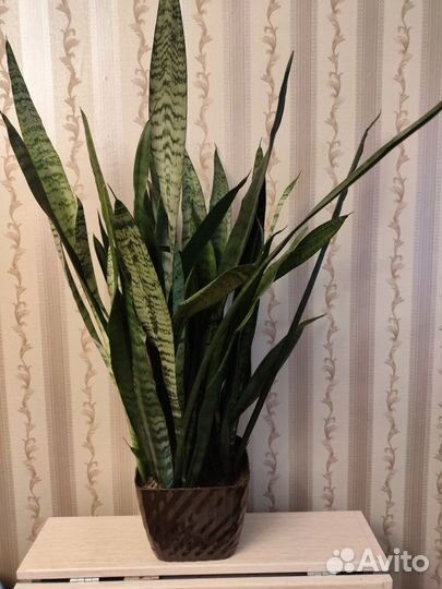 Сансевиерия