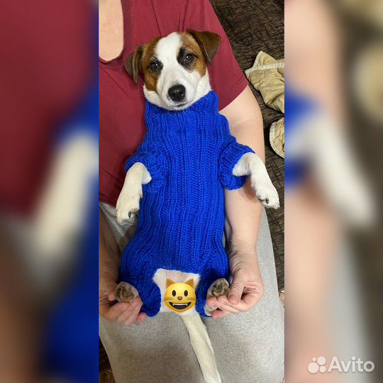 Одежда для мелких собак