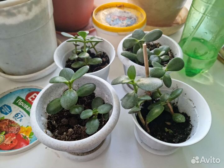 Толстянка крассула