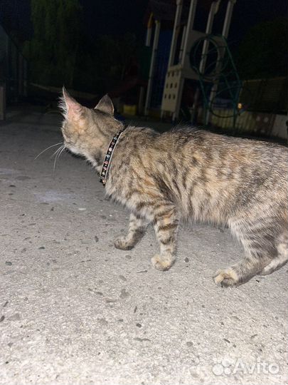 Кошка в дар