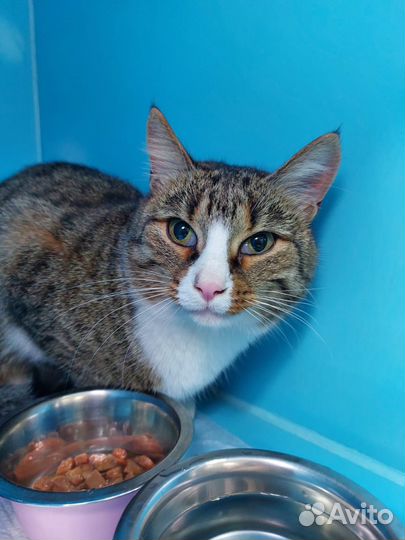 Кошечка в добрые руки