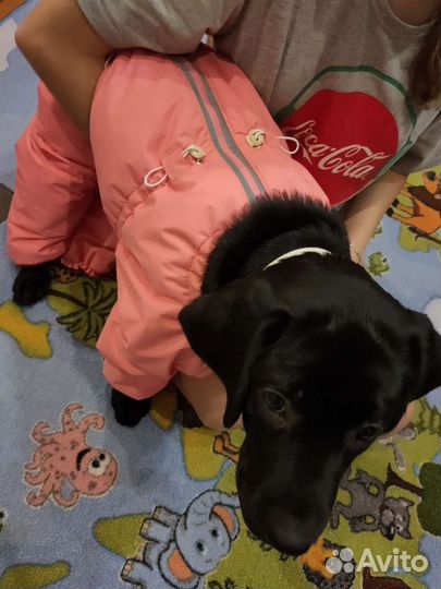 Зимний комбинезон для собаки