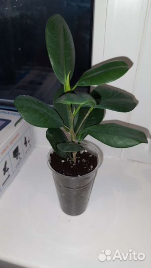 Комнатные растения