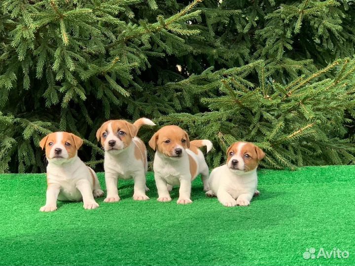 Щенки джек Рассел терьер