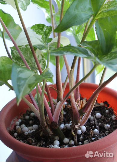 Сингониум Империал Вайт, пушистый кустик