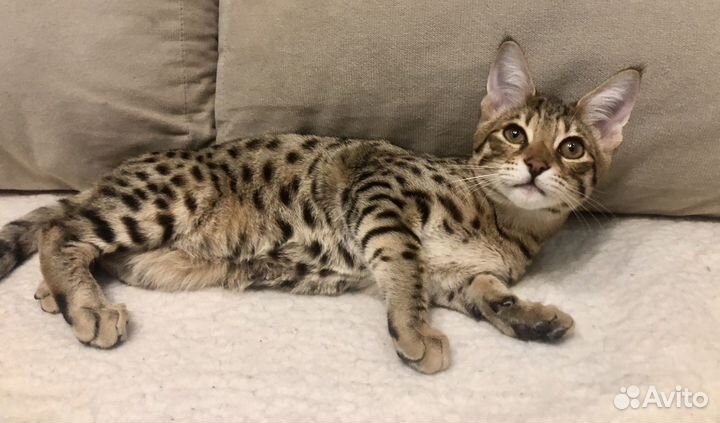 Котята саванна