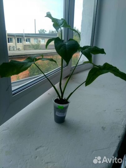 Сингониум моттлед