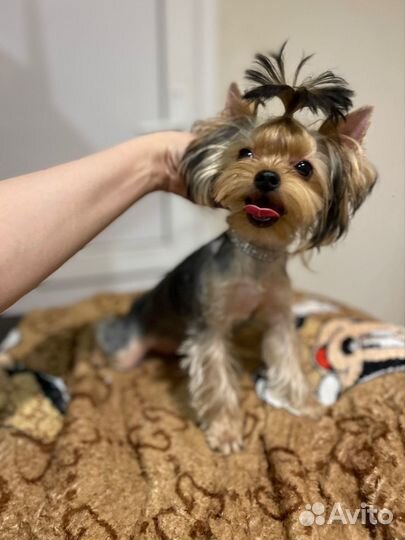 Йорк мини девочка