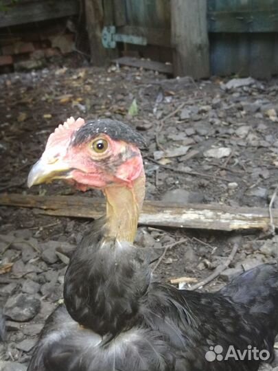 Молодые петушки голошейки