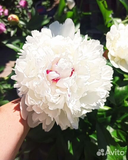 Пионы саженцы