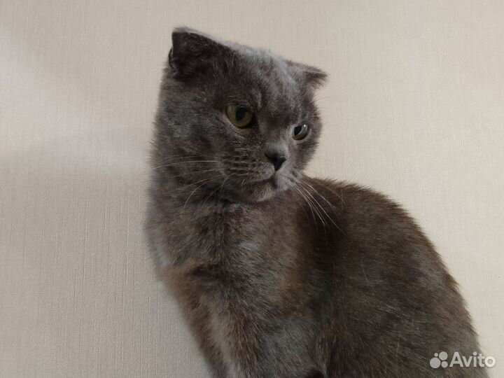 Кошка Мила или Милка