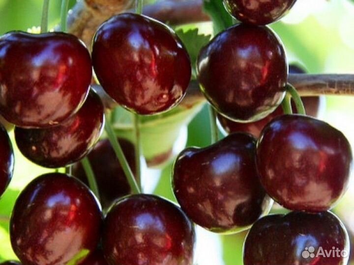 Саженцы черешни