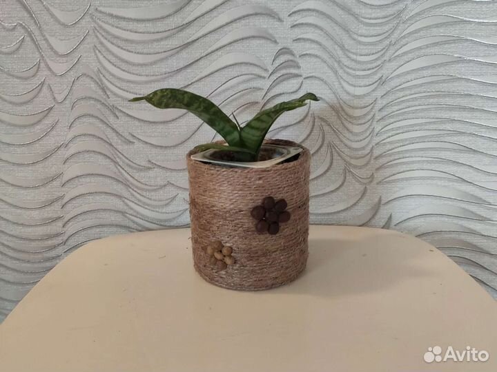 Сансевиерия