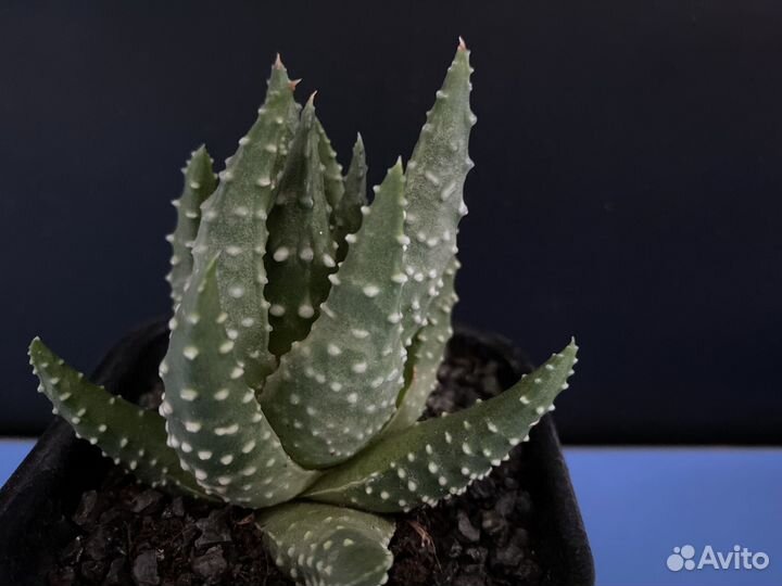 Суккуленты