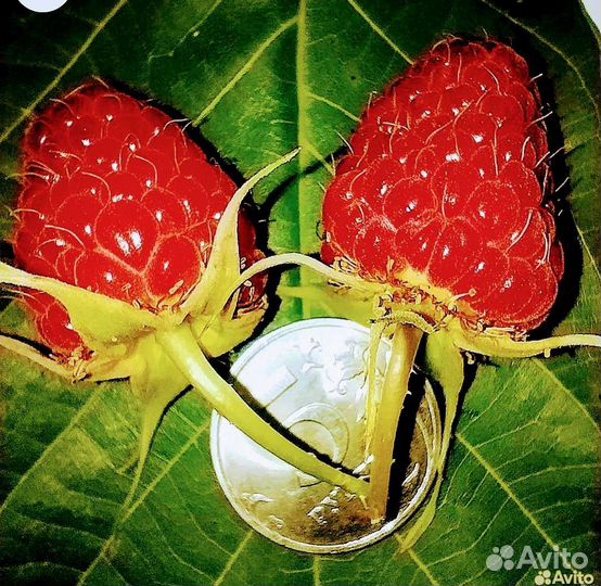 Малина-ремонтантная карамелька.с