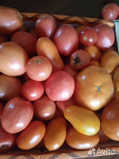 Помидоры домашние ассорти с огорода