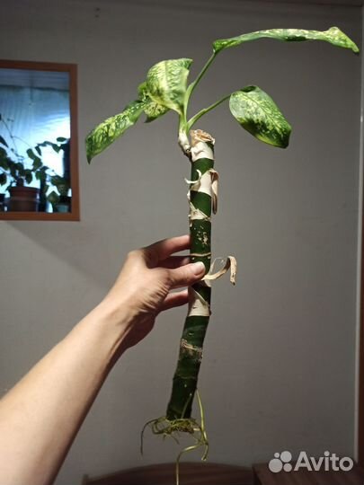 Диффенбахия