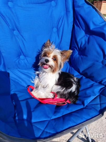 Йоркширский терьер щенки