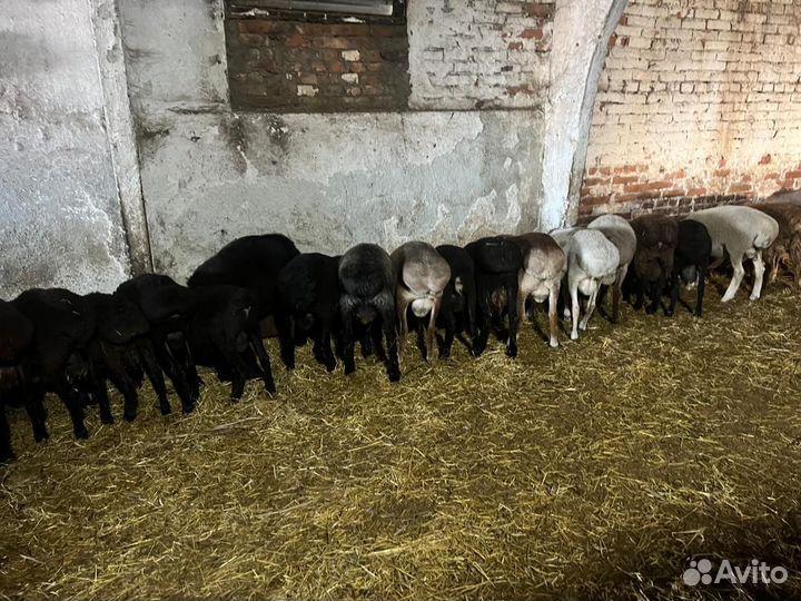 Продаются баранчики