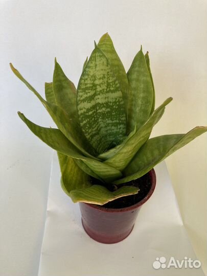 Сансевиерия