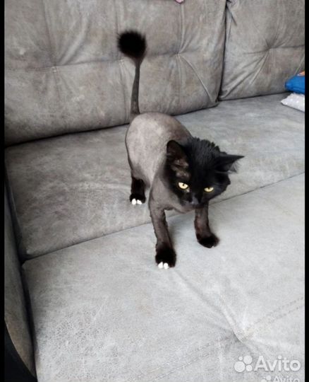 Отдаём котика в добрые руки