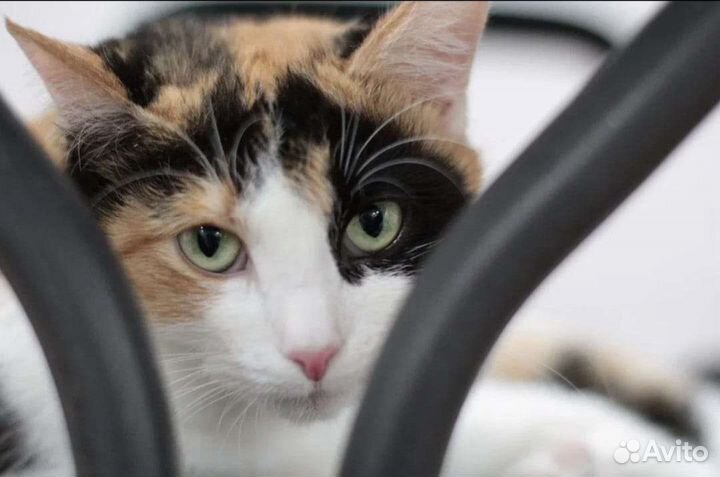 Кошка в дар