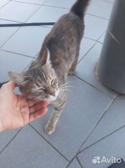 Молодая зеленоглазая кошечка в добрые руки