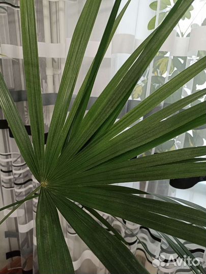 Пальма вашингтония