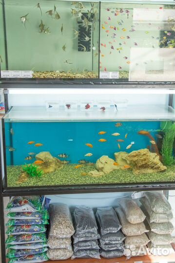 Аквариумные рыбки и корма