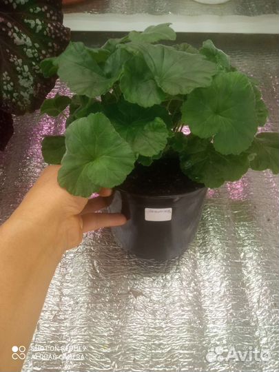 Пеларгония та-Эммануэль