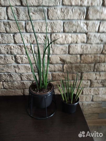 Сансевиерия Цилиндрика