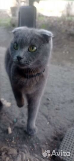 Кошка британка вислоухая