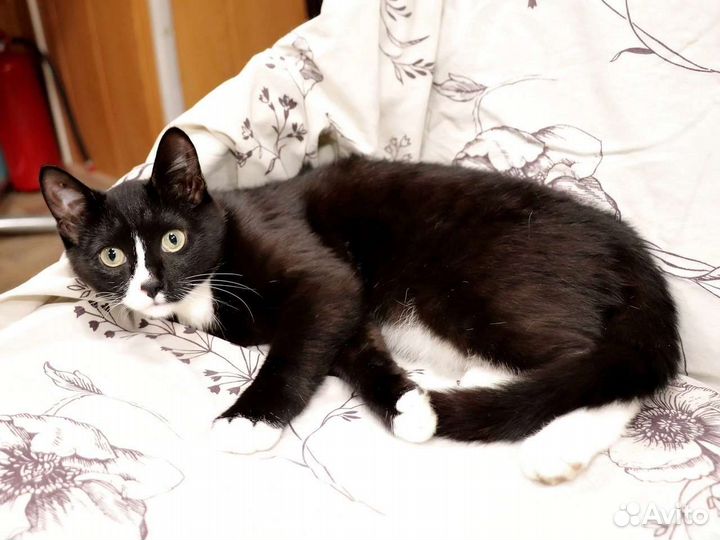 Джентельмен во фраке