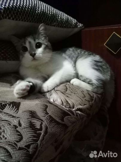 Котенок в добрые руки