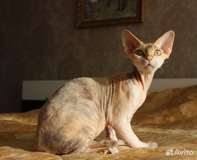 Котята девон-рекс