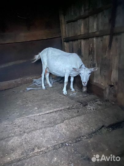 Коза дойная молочная