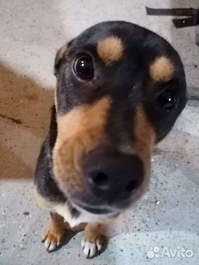 Чудо девочка ищет дом