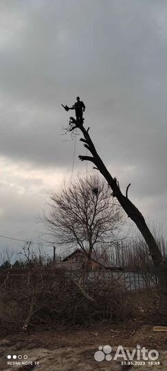 Спил деревьев, вывоз мусора
