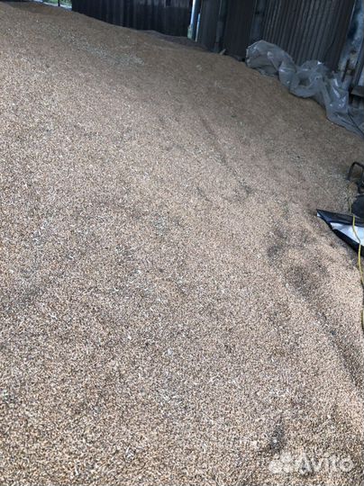 Пшеница урожай 2023