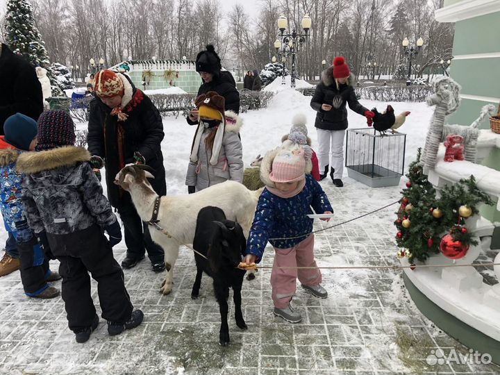 Аренда животных: козы, кролики, куры