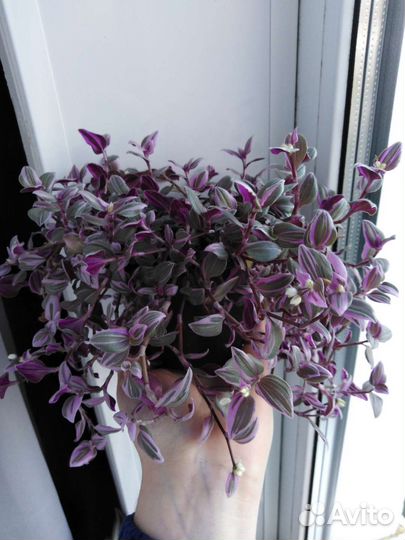 Отросток традесканции Mundula variegata sport