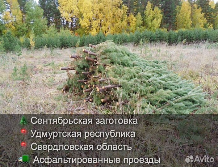 Сосна сентябрьская пушистая опт