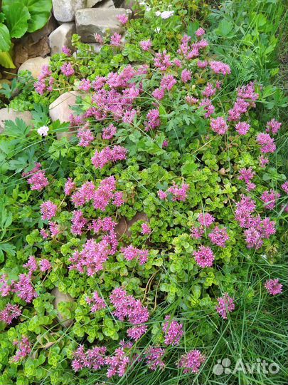 Многолетние почвопокровные растения