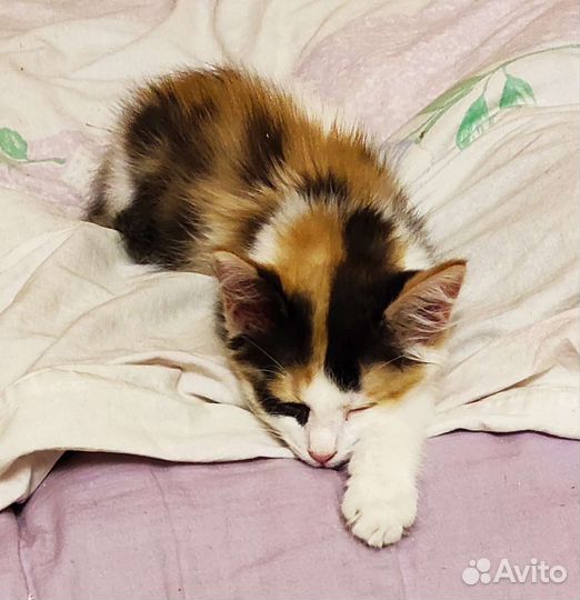 Котёнок в добрые руки Бесплатно