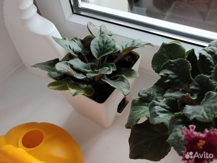 Фиалка в горшках